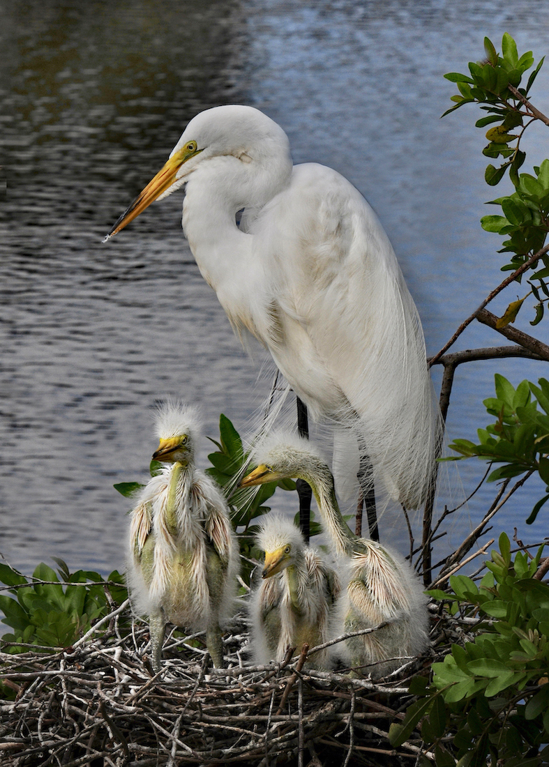 Great White Egret Family by Tom Buckard