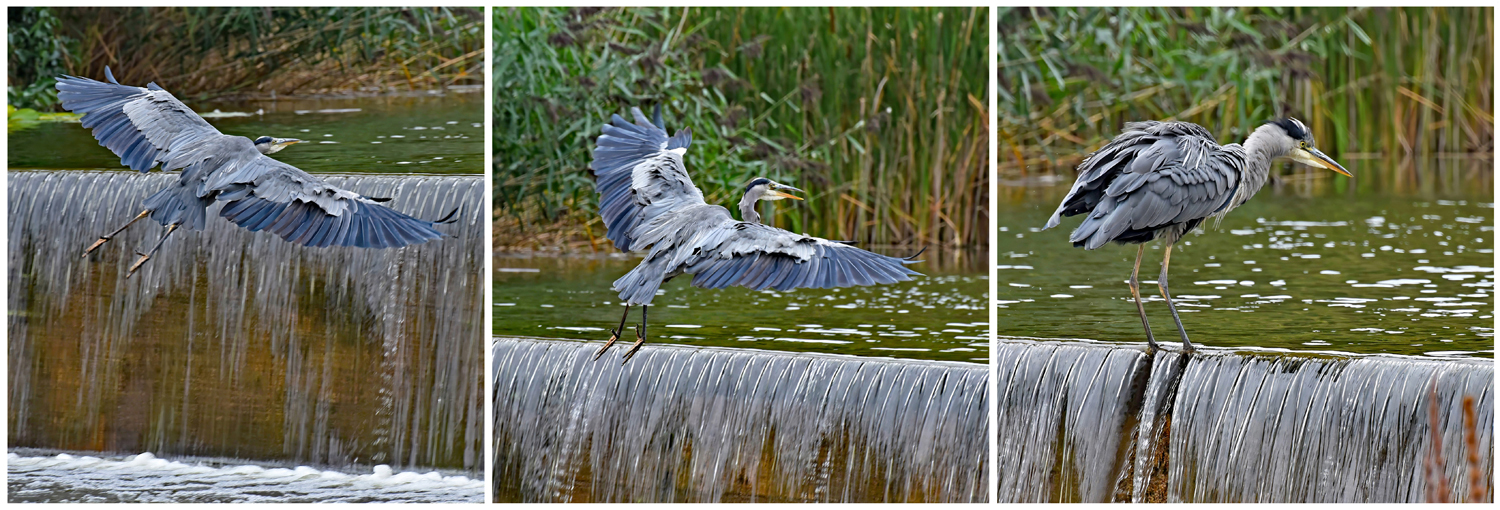 Heron and Waterfall Triptych by Mike Cowdrey