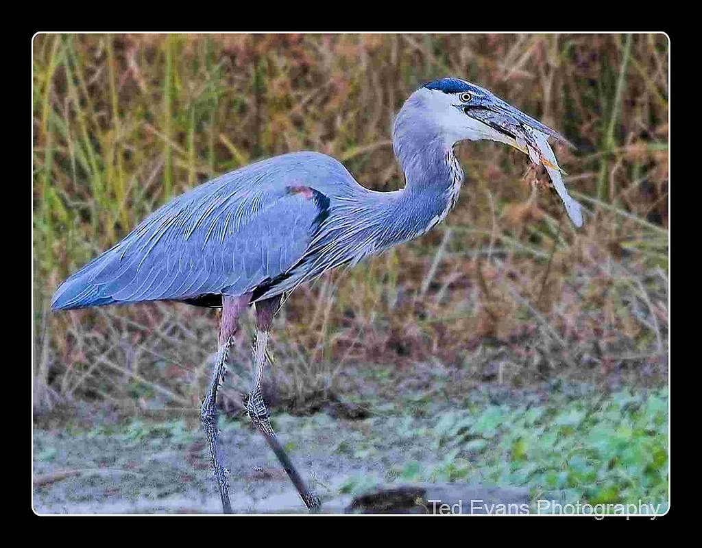 Heron Meal by Ted Evans