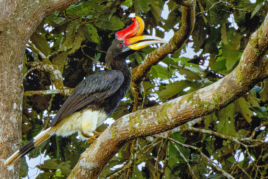 Hornbill by Michael Braunstein