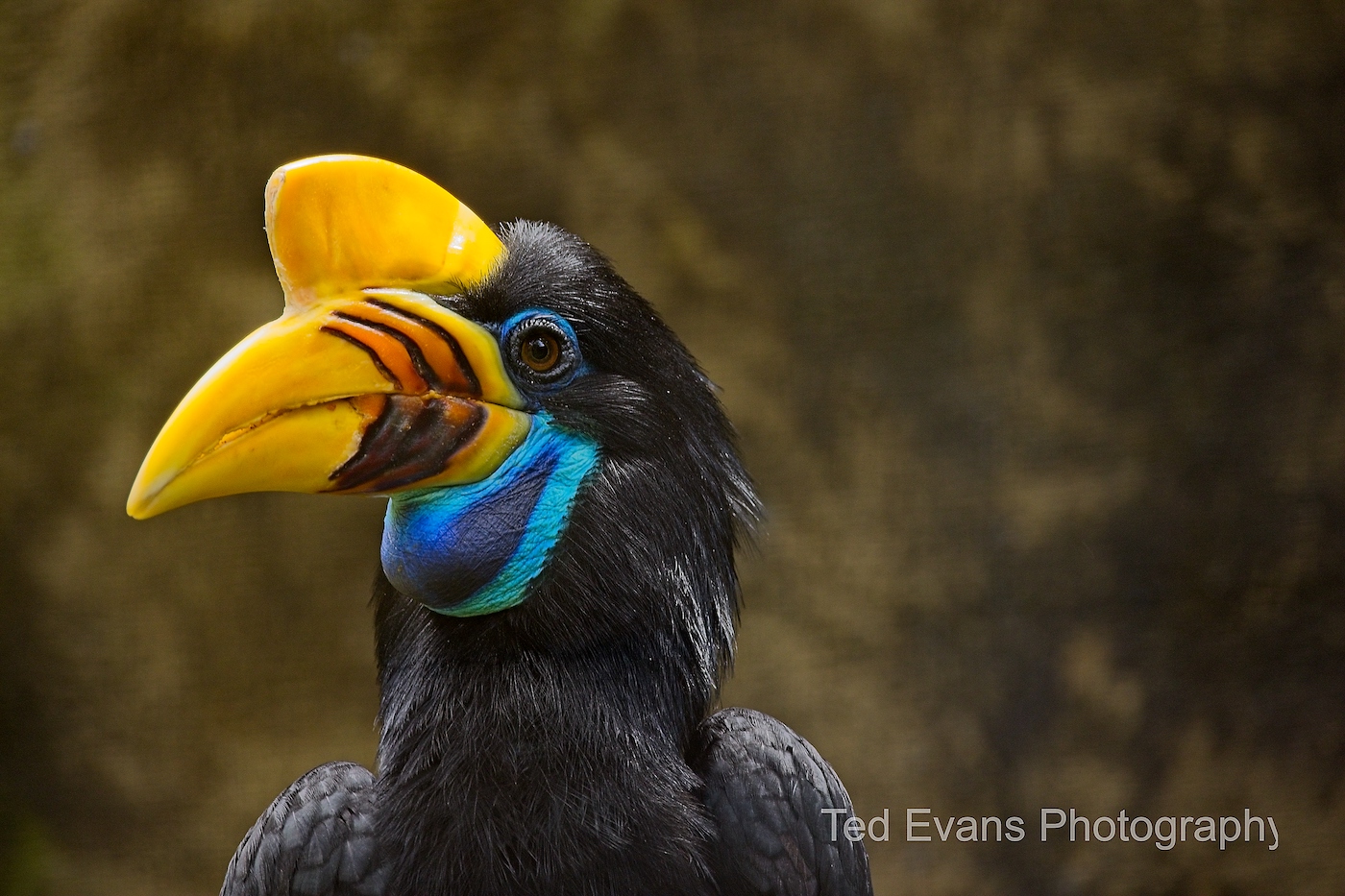 Hornbill (Bucerotidae) by Ted Evans