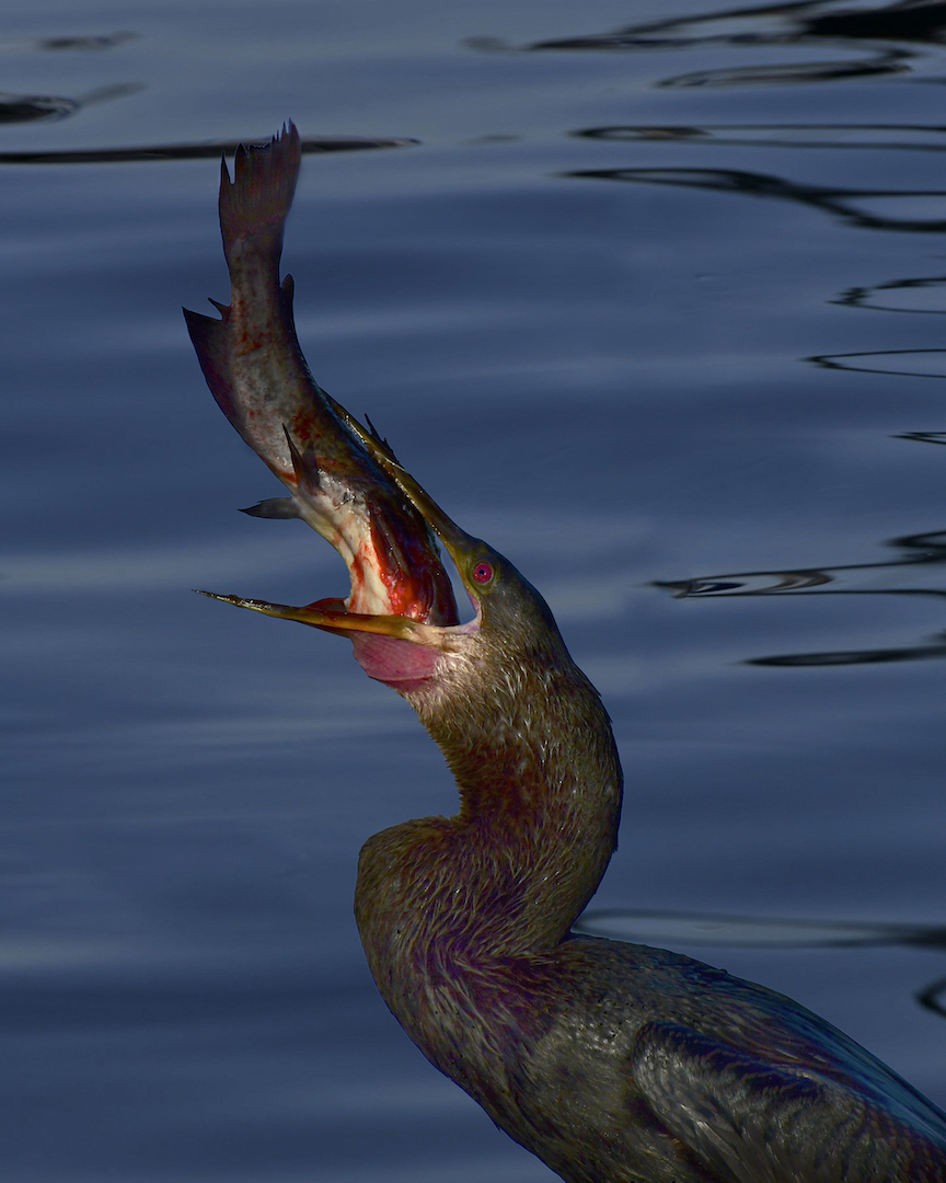 Hungry Cormorant by Tom Buckard