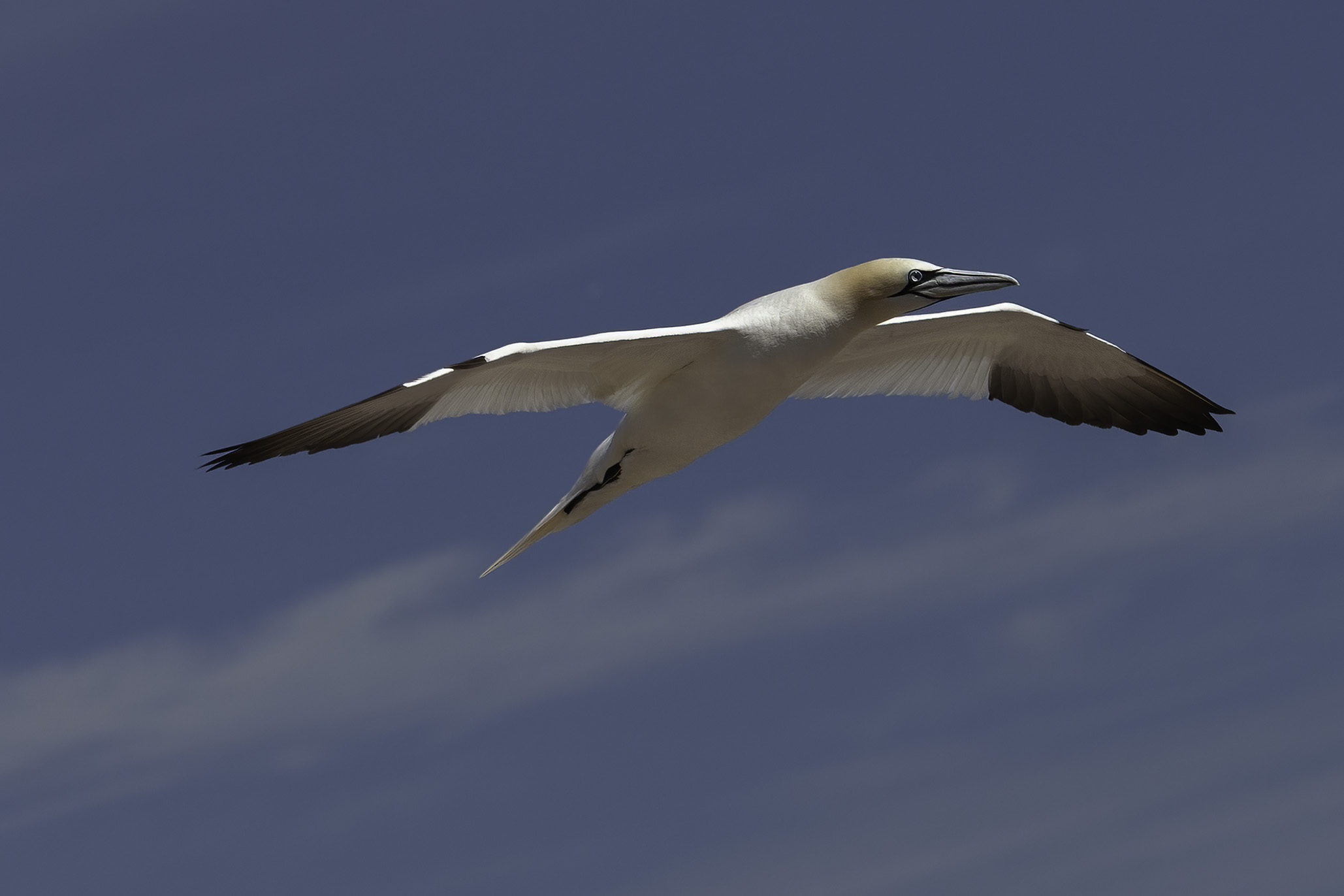 Northern Gannet by Jim Overfield