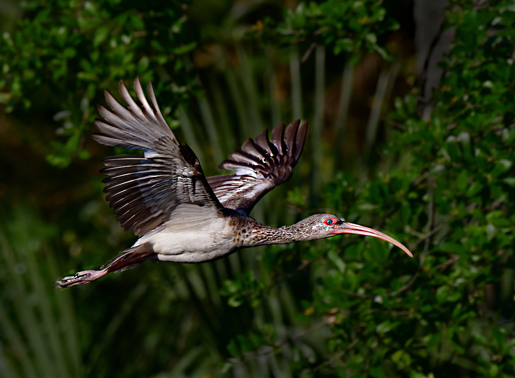 Juvenile American White Ibis by Tom Buckard