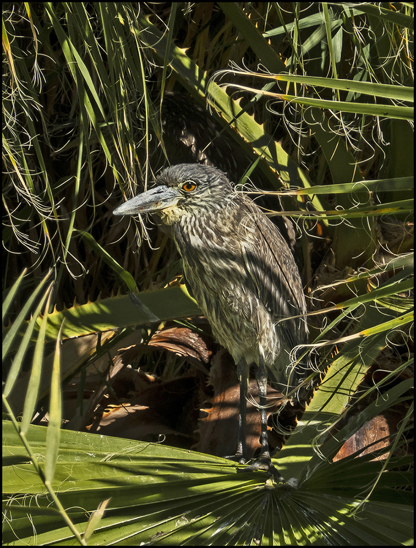 Juvenile Black-Crowned Night Heron by Leslie Larson