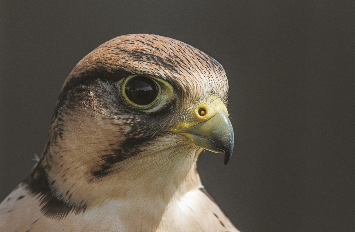 Lenner Falcon by Don Poulton