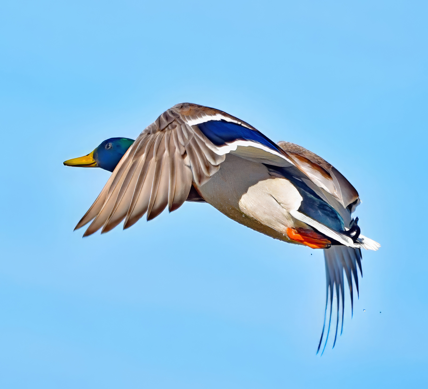 Mallard Rising by Mike Cowdrey