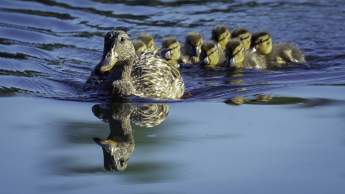 Mallard with Ducklings by Jim Overfield