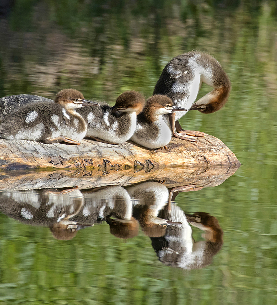 Merganser Navel Gazing by Leslie Larson