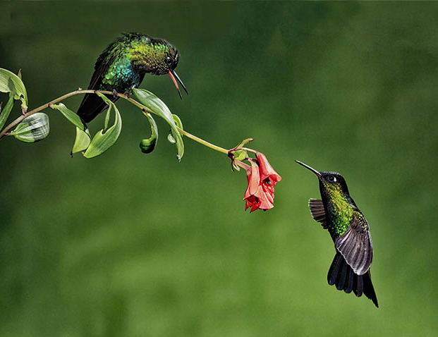 My Flower by Michael Braunstein