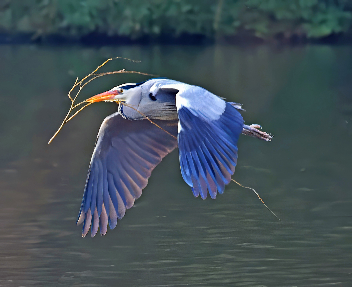 Nesting Heron by Mike Cowdrey