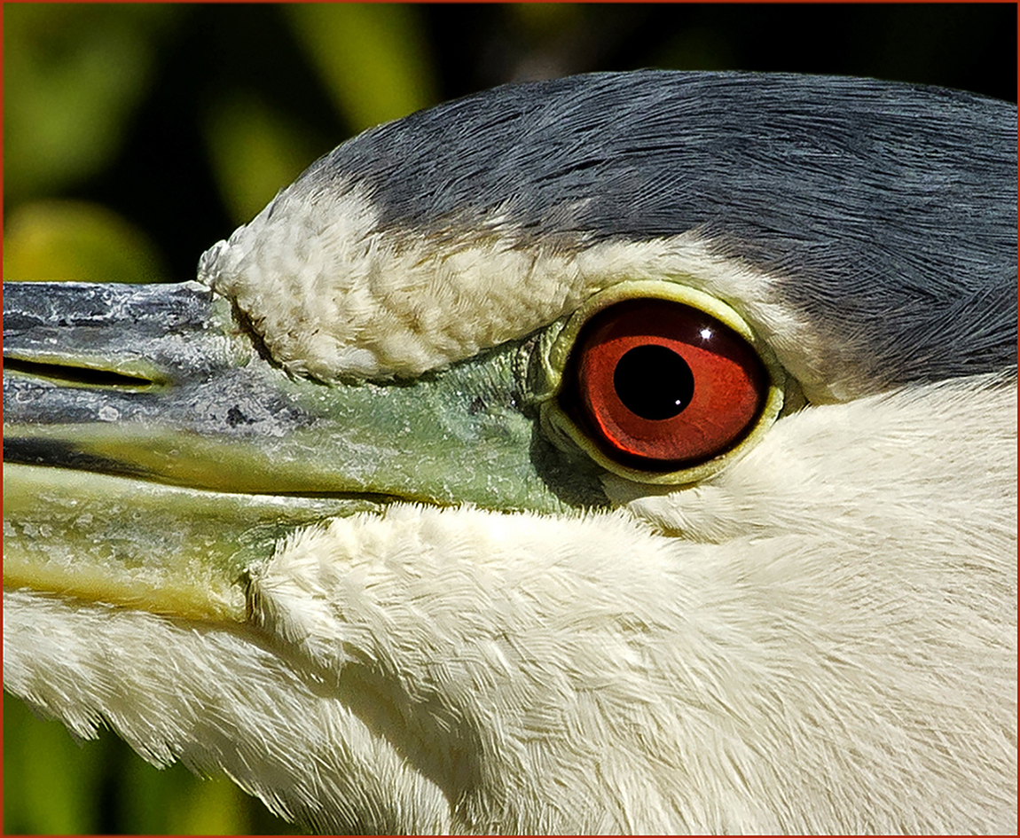 Night Heron Hiding in the Mangroves by Leslie Larson