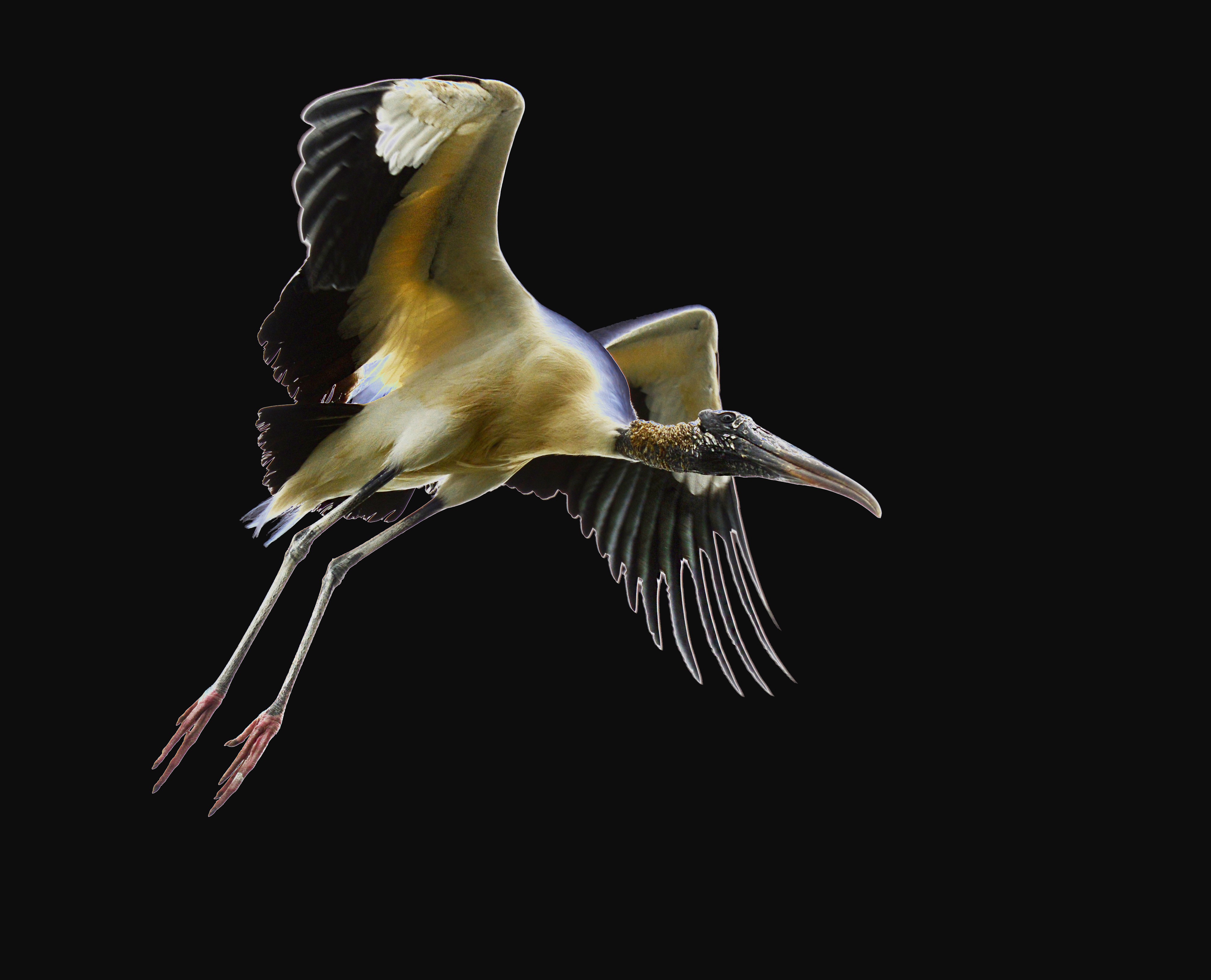 Night Flight of a Wood Stork by Tom Buckard