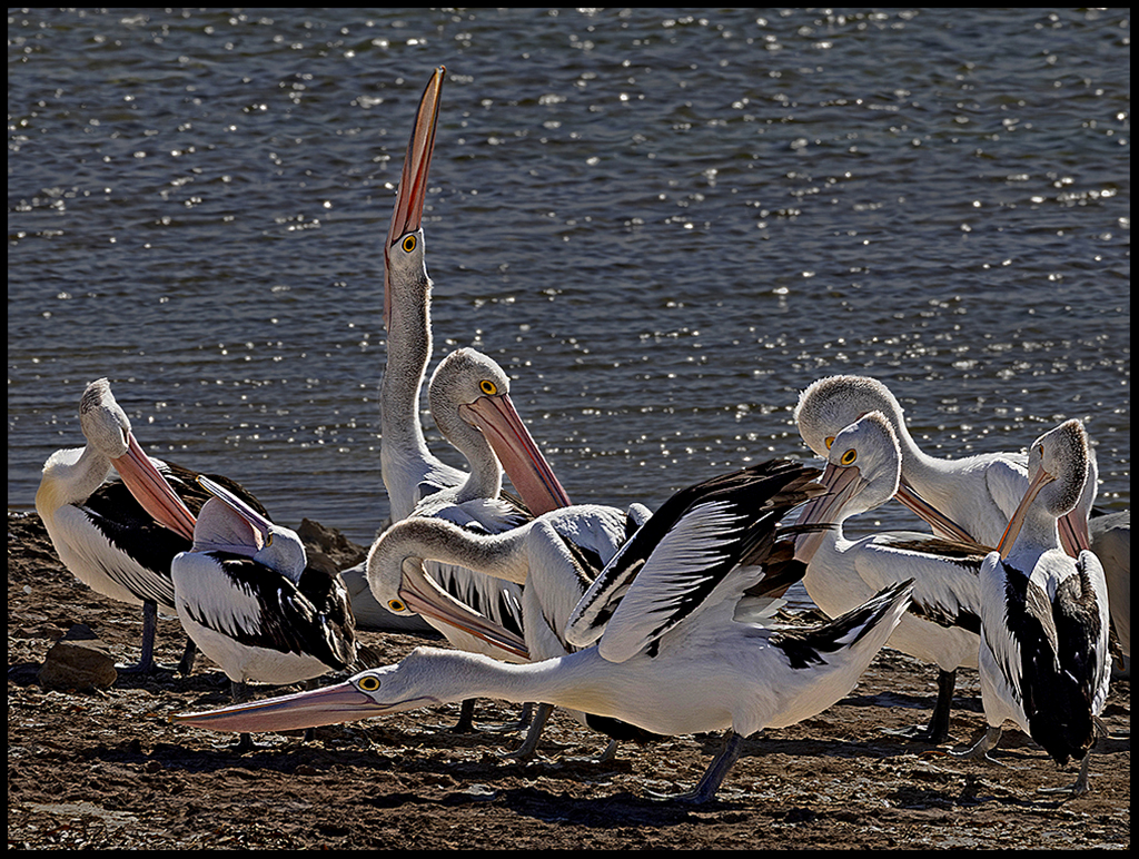 Pelican Stretch  by Leslie Larson