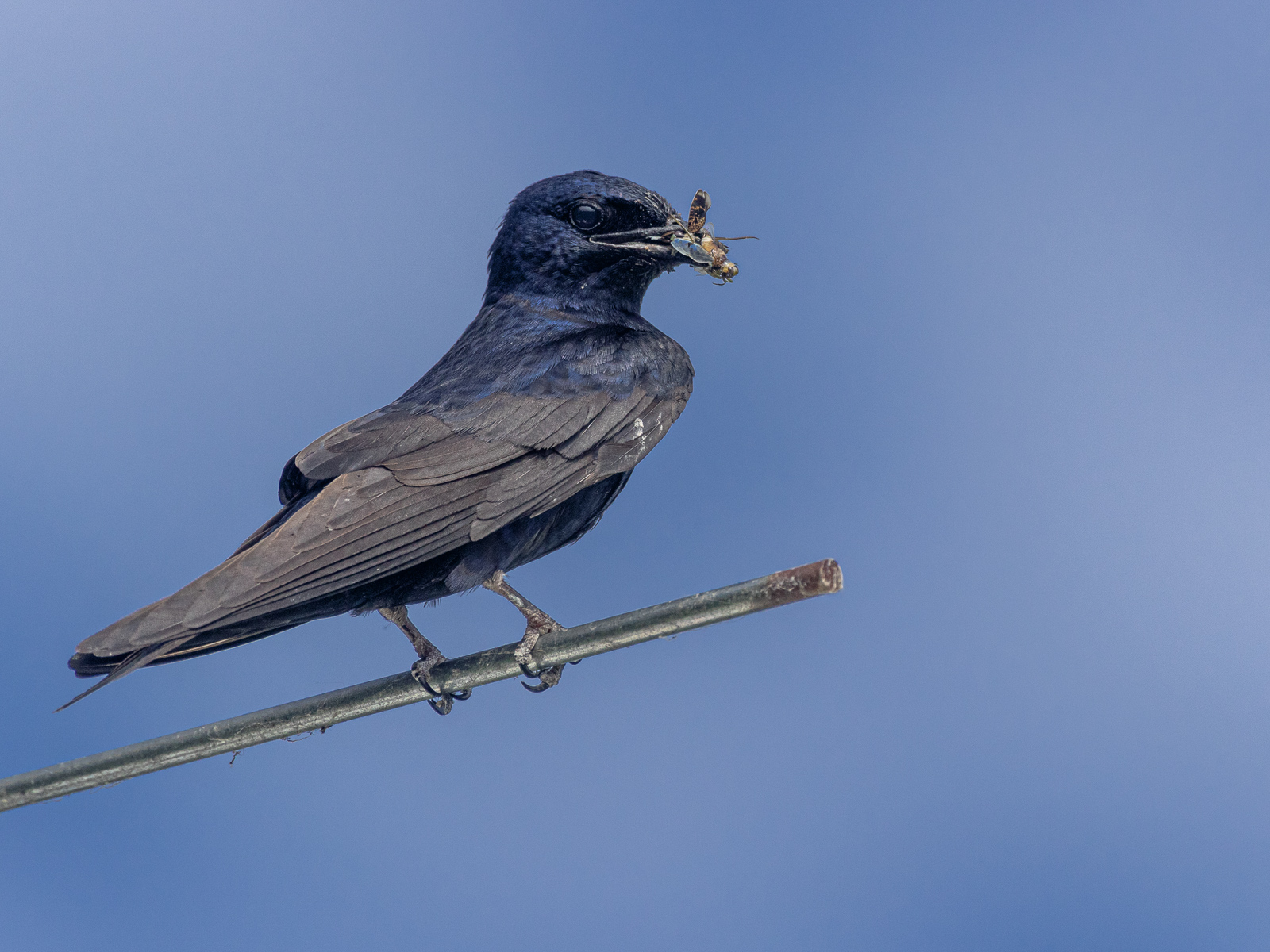 Purple Martin by Don Poulton