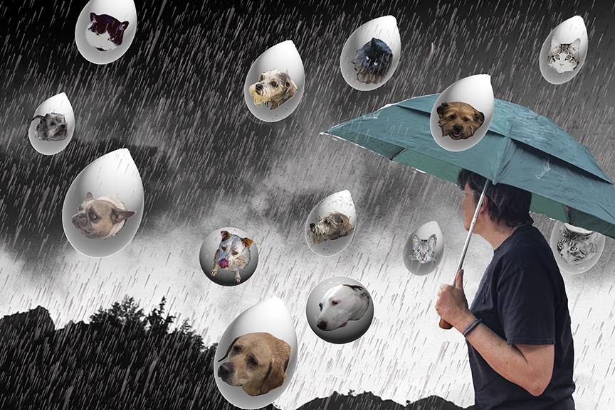 Raining Cats and Dogs by Joan Field, FPSA