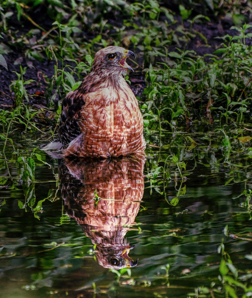Red Shouldered Hawk by Tom Buckard