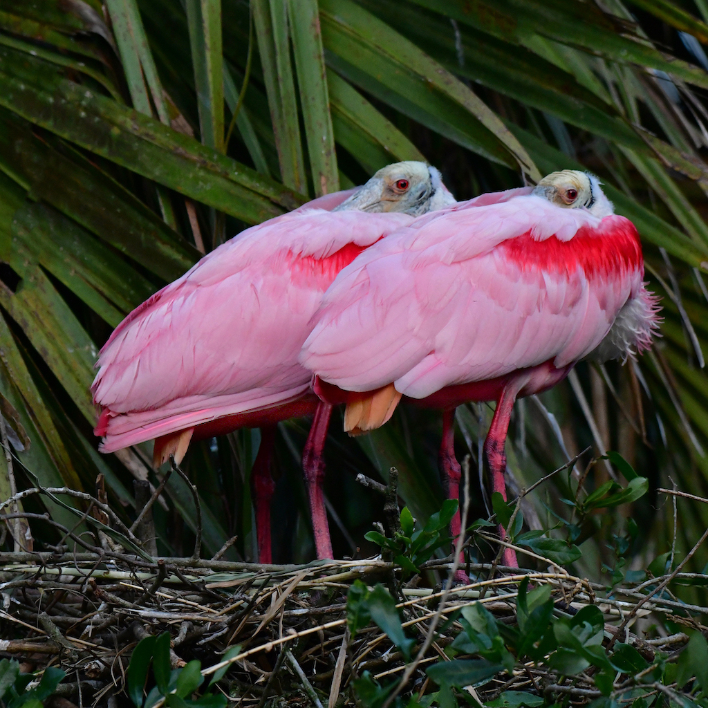 Resting Spoonbill Pair by Tom Buckard