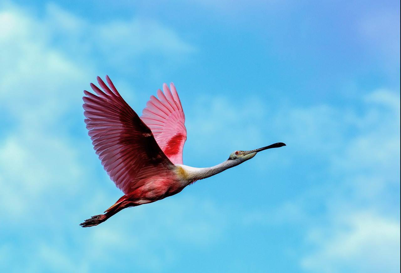 Roseate Spoonbill by Michael Braunstein