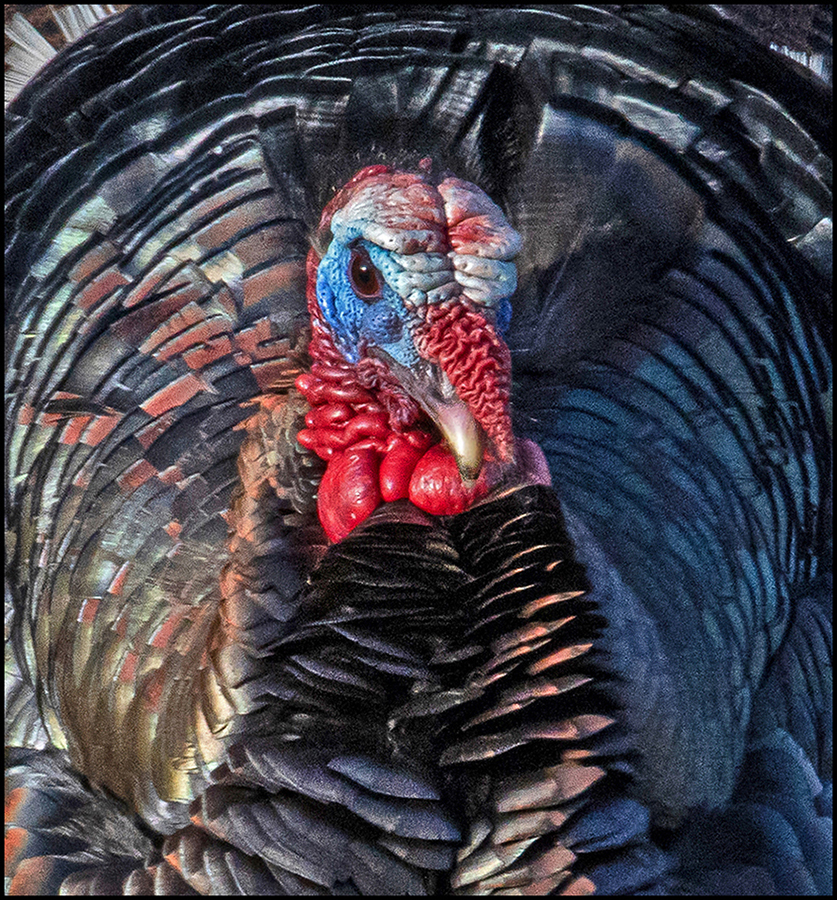 It's a bad month for turkeys! by Leslie Larson