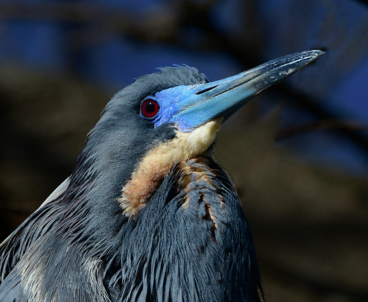 Tricolored Heron by Tom Buckard