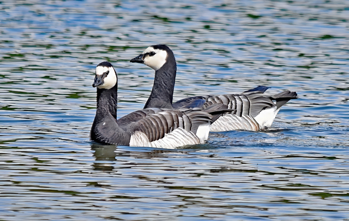 Two Barnacle Geese by Mike Cowdrey, MPSA