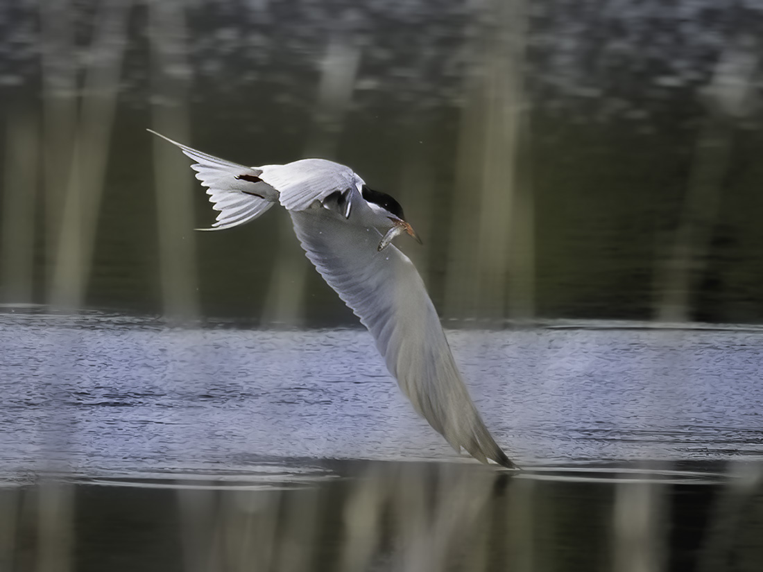 Common Tern by Jim Overfield