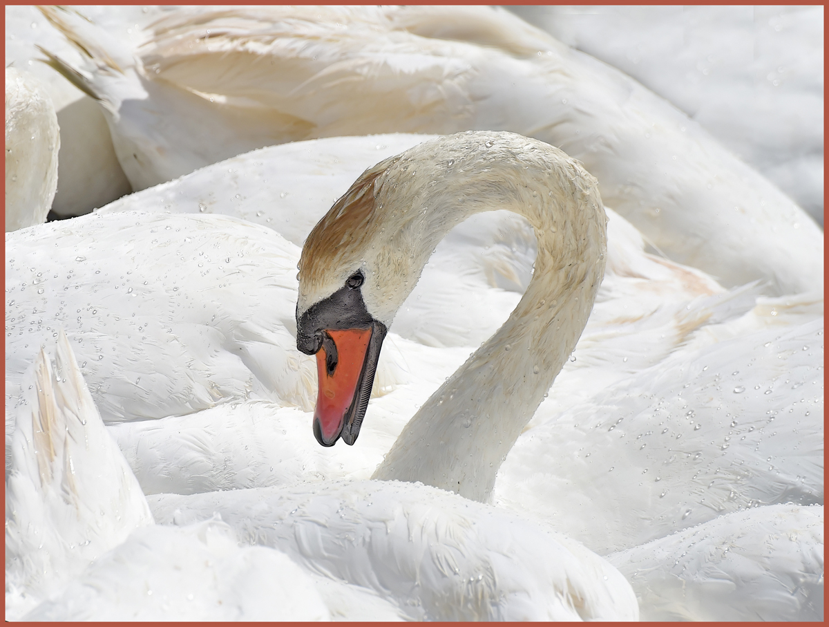 Swan Amongst Swans