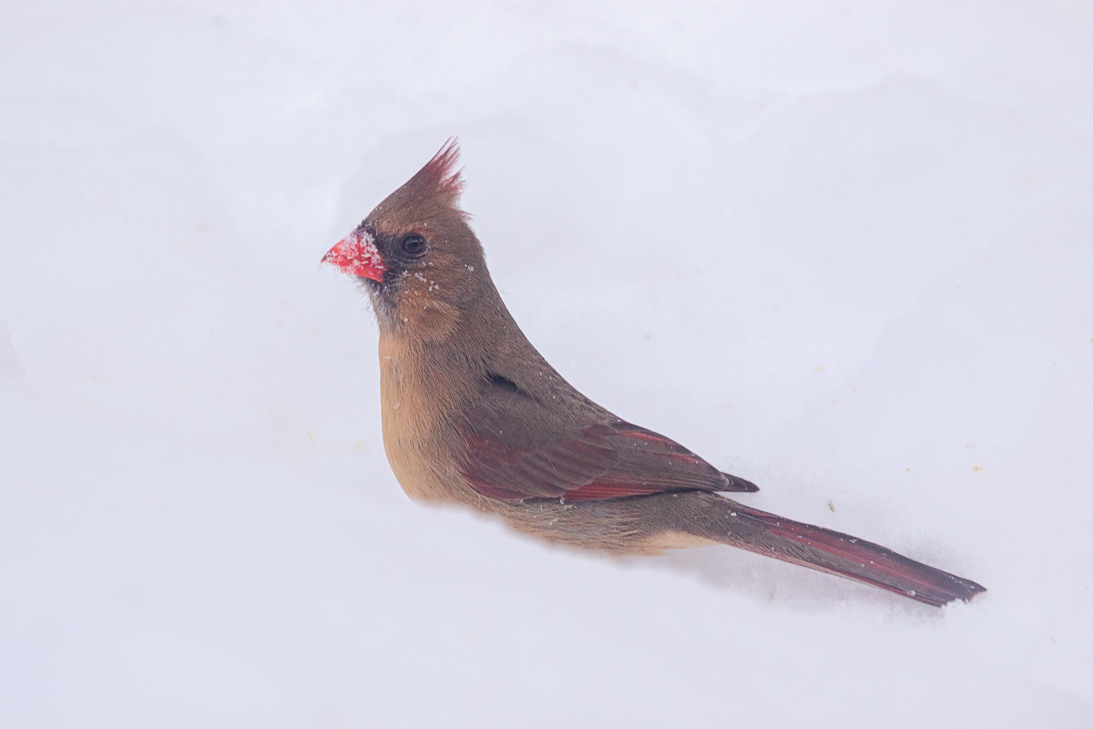 Cardinal in Snow by Don Poulton