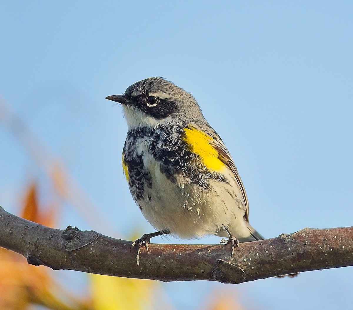 Yellow-rumped Warbler by Ted Evans