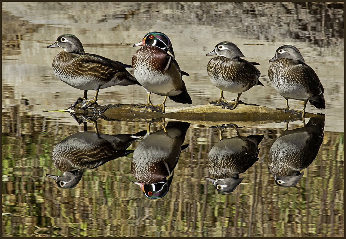 Woodies on a Log by Leslie Larson