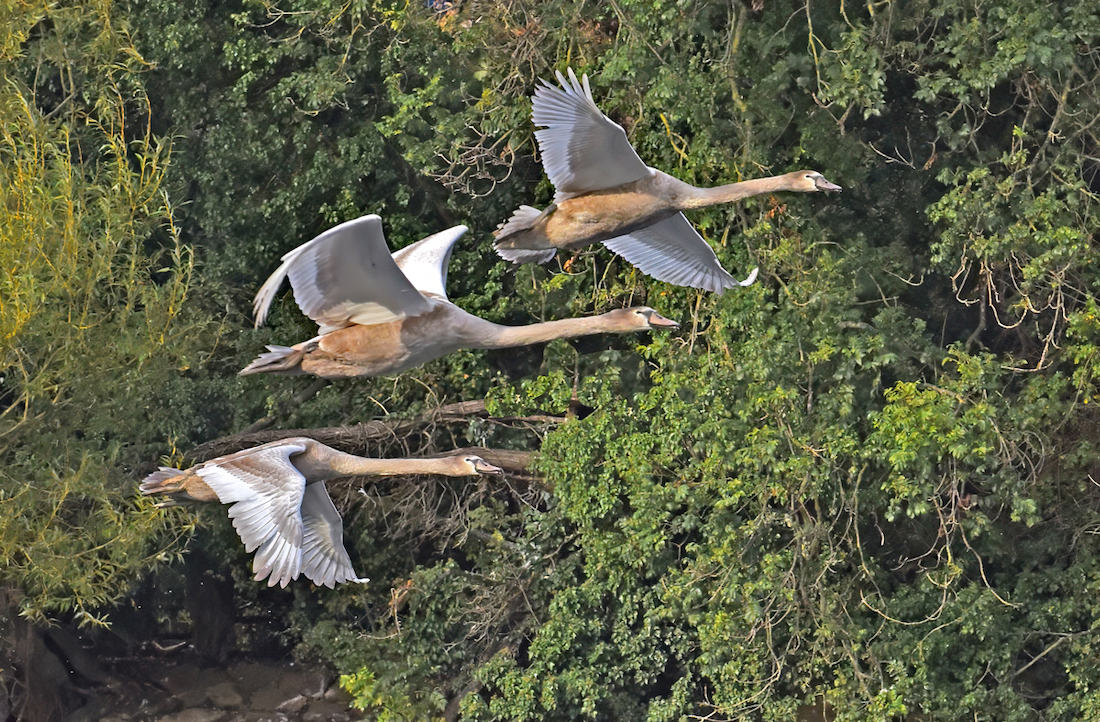 Young Mute Swans In Flight by Mike Cowdrey