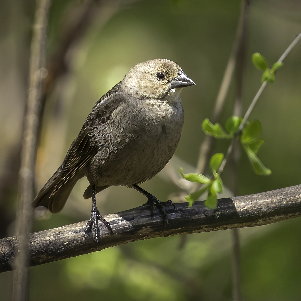 Brown-Headed Cowbird by Jim Overfield