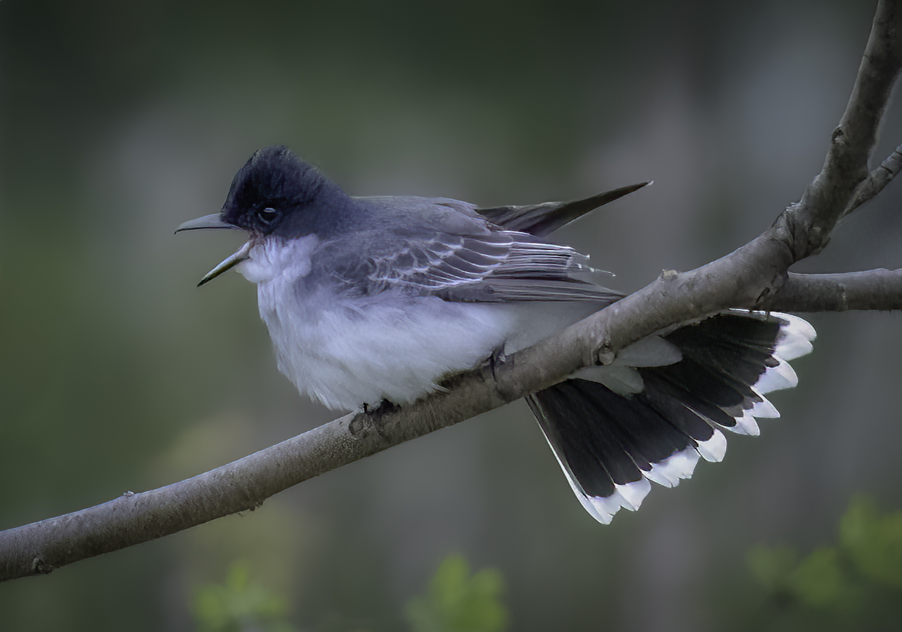 Eastern Kingbird by Jim Overfield