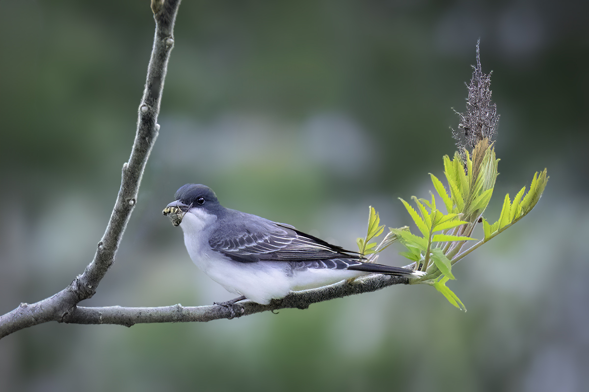 Easter Kingbird by Jim Overfield