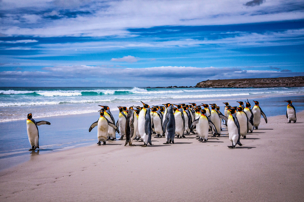 Emperor Penguins by Michael Braunstein