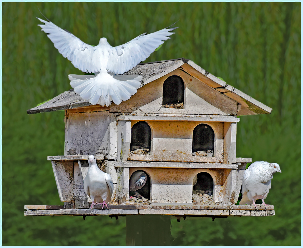 Comment Image