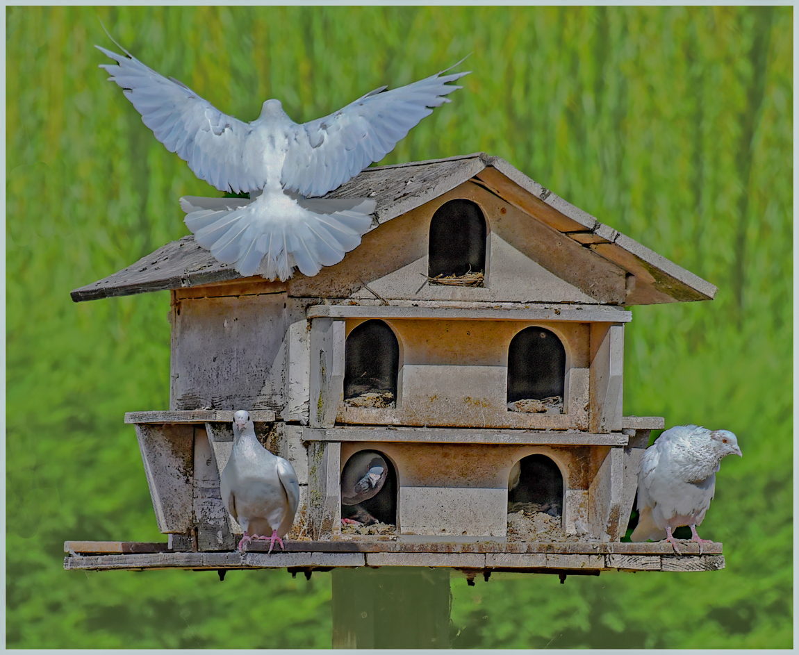 Comment Image