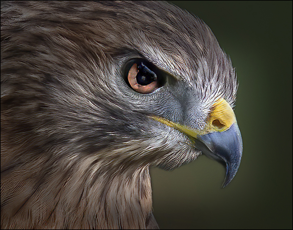 Raptor Day 2024 by Marilyn Ross