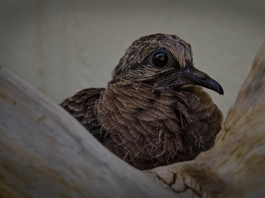 Mourning Dove Baby by Marilyn Ross