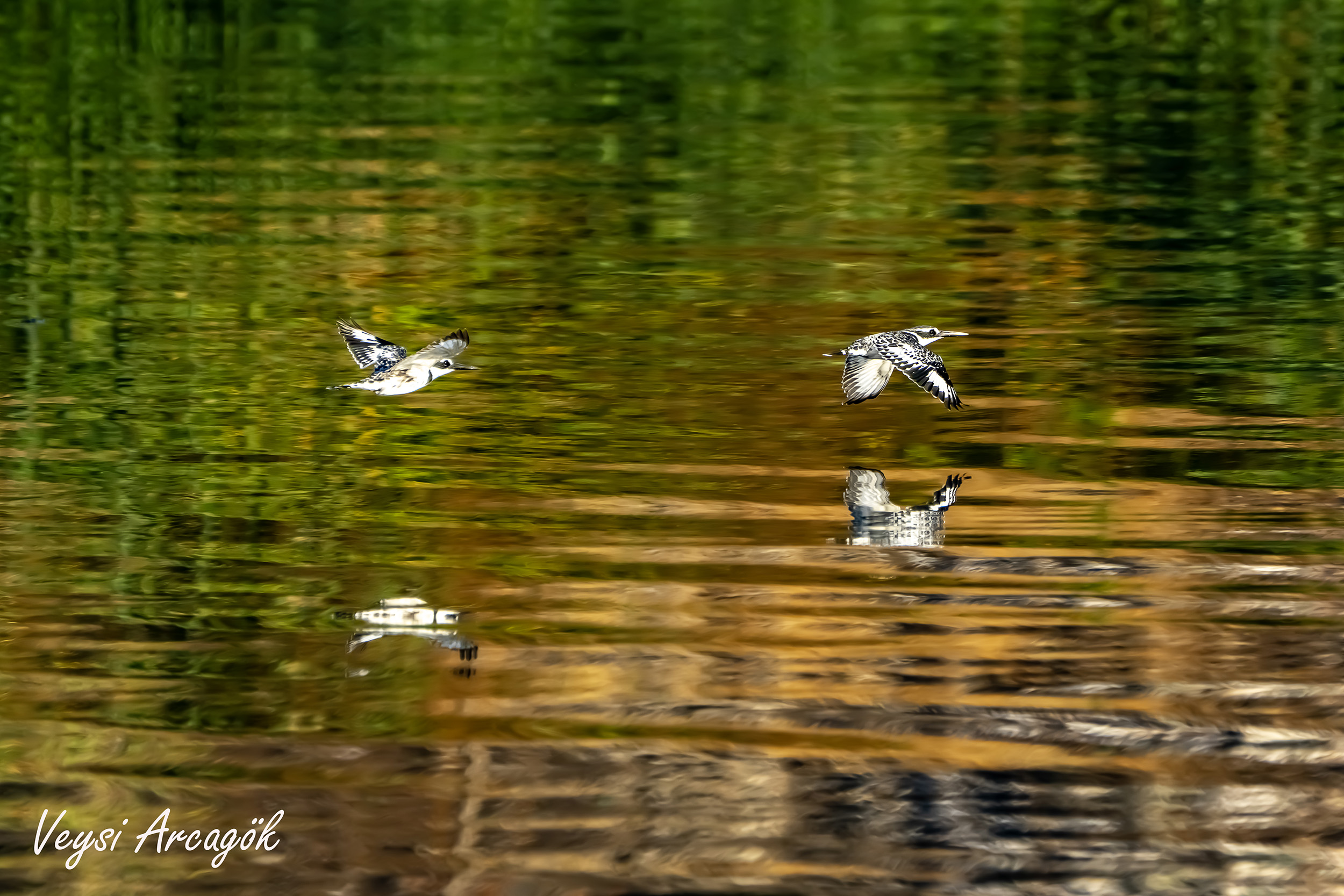 Pied Kingfisher by Veysi Arcagok