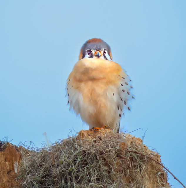 Young Kestrel  by Ron Spencer