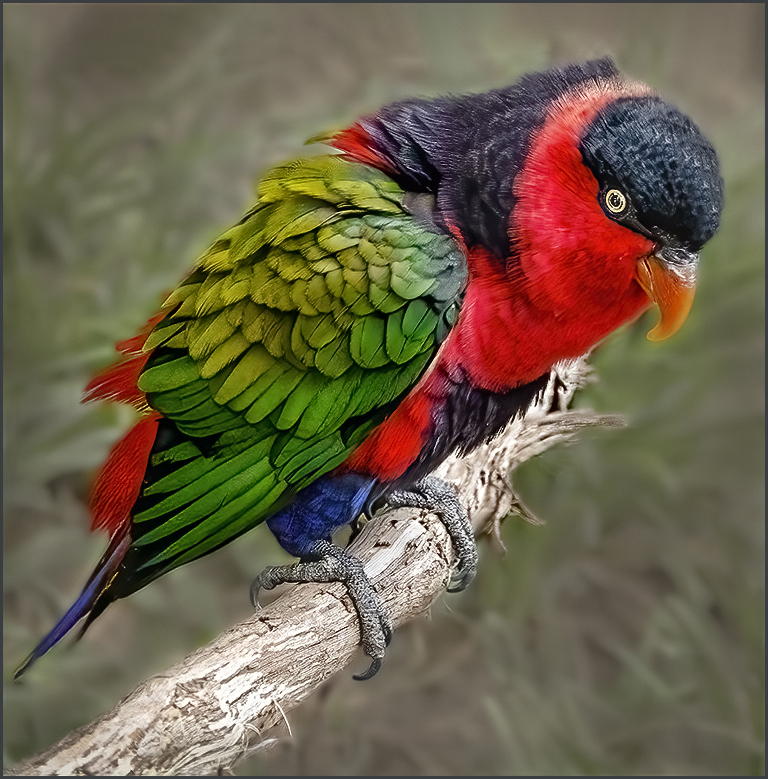 Rainbow Lorikeet by Marilyn Ross