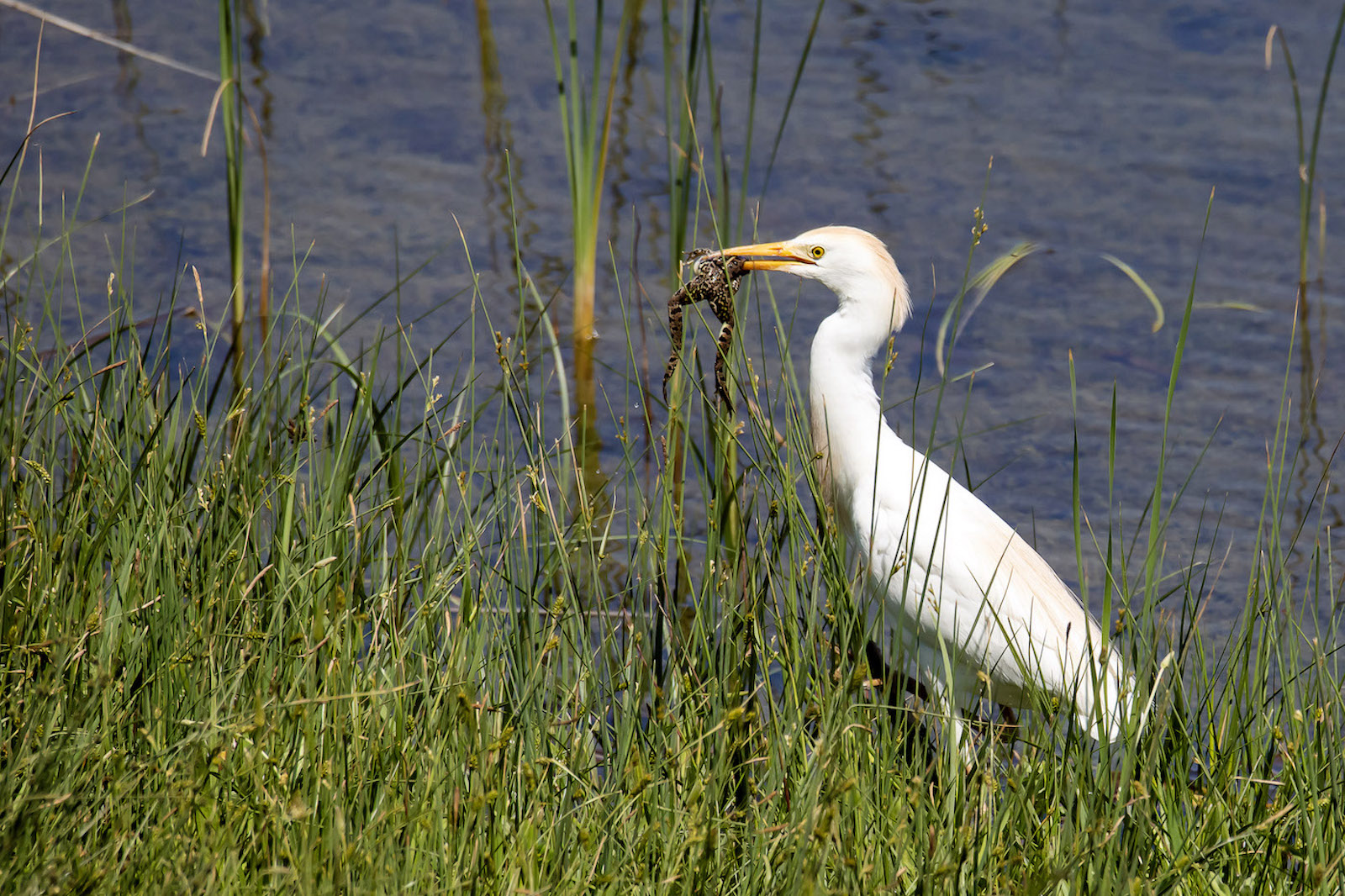 Cattle Egret with Frog by Veysi Arcagok