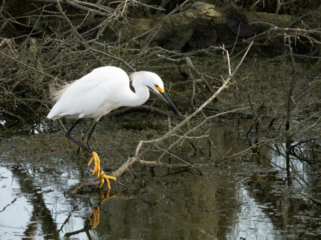 Snowy Egret - Yellow Slippers  by Ron Spencer