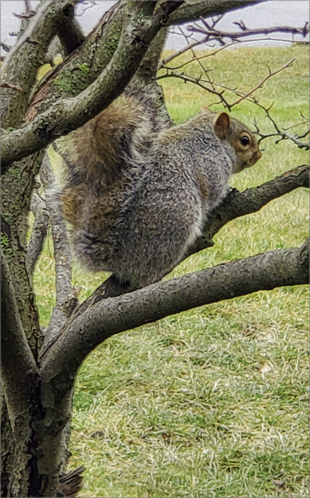 Squirrel