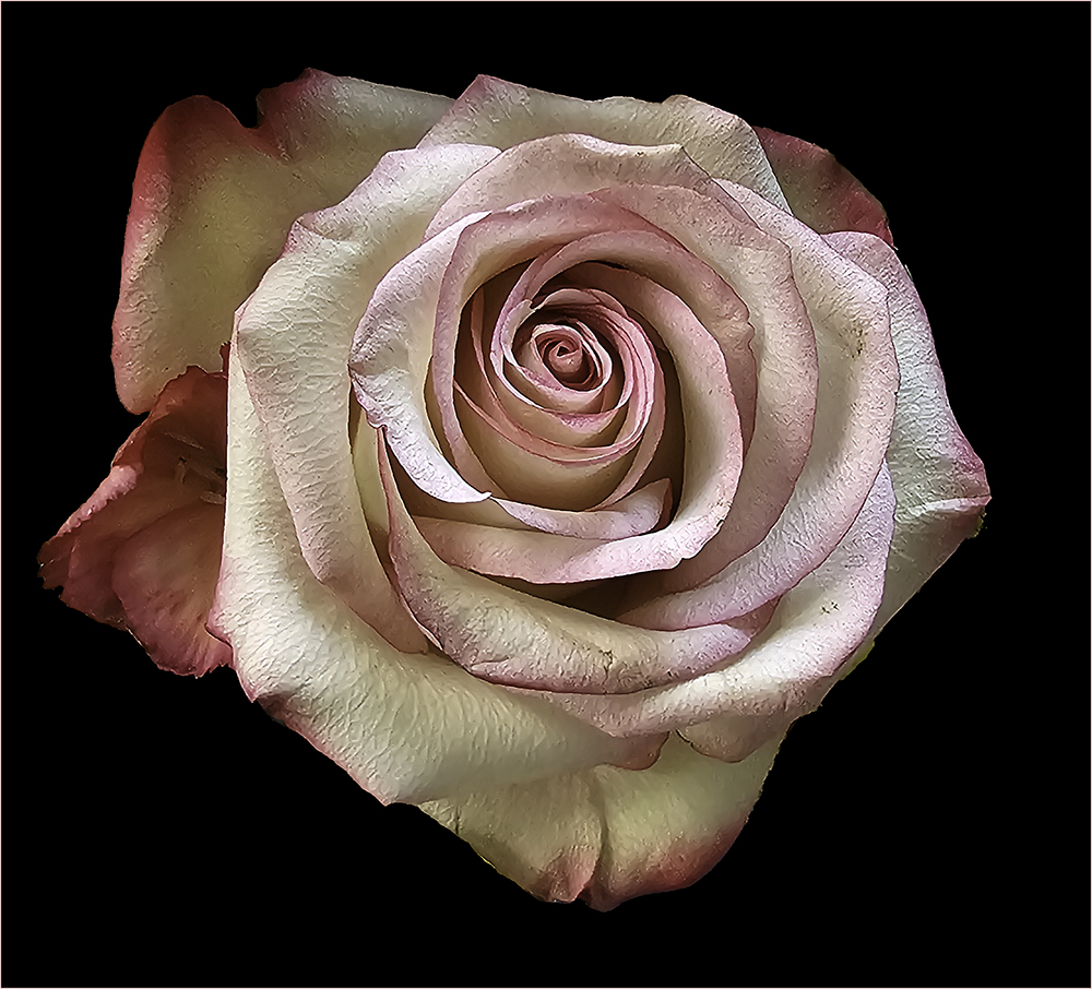 Rose by Marti Buckely