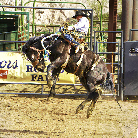 Bronc Rider by Al Swanson