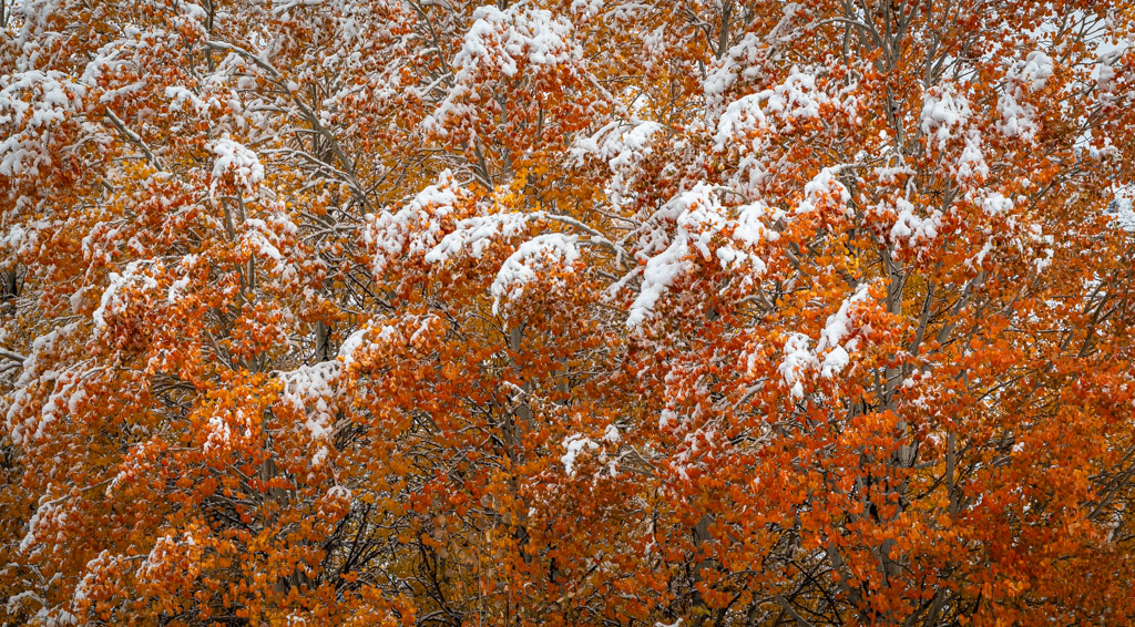 Snowfall and Colors by Mike Patterson