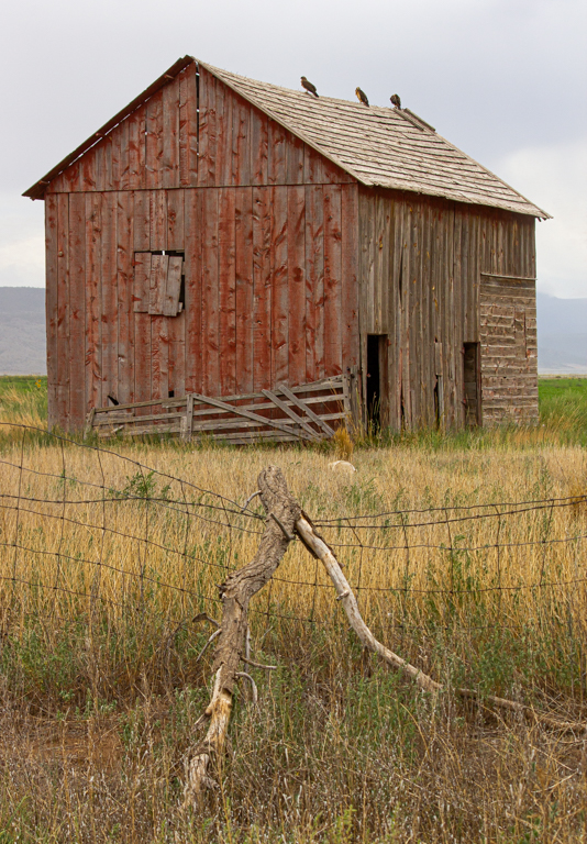 Hawk on Old Red Barn by Mike Patterson